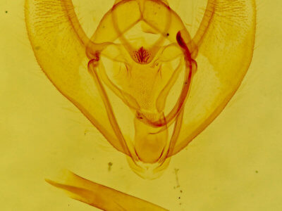 genitalia view of adult Caripeta hilumaria