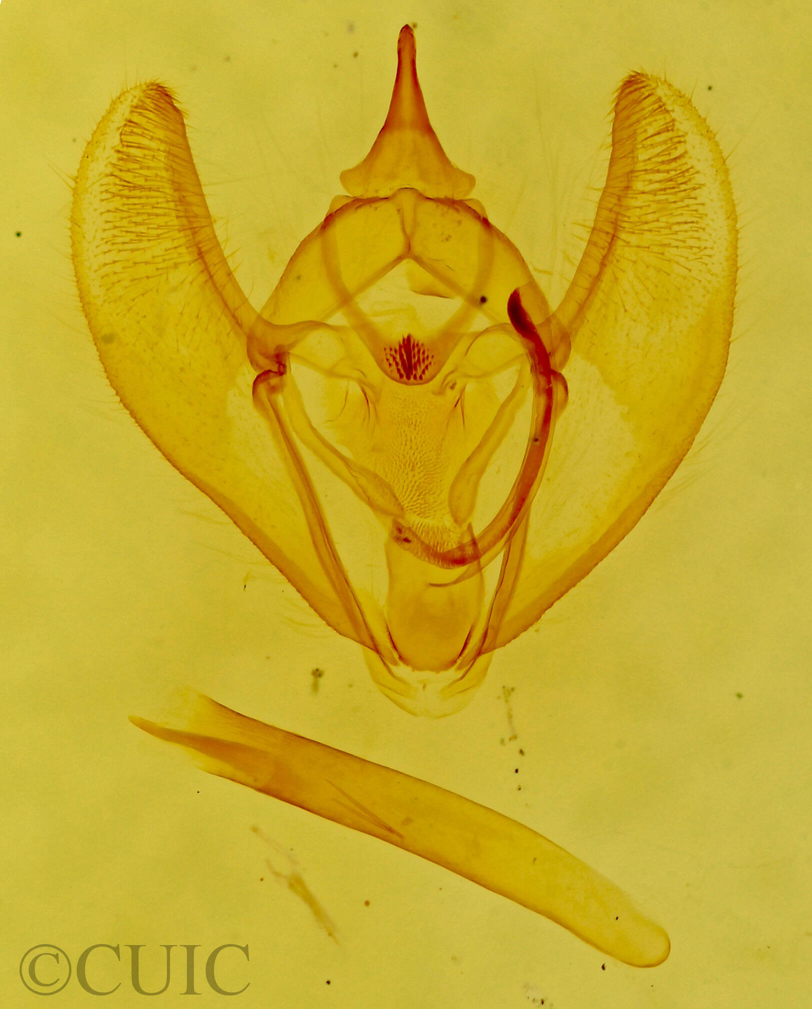 genitalia view of adult Caripeta hilumaria