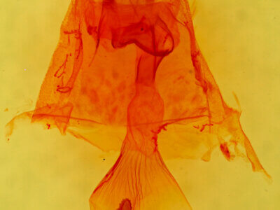 genitalia view of adult Caripeta hilumaria