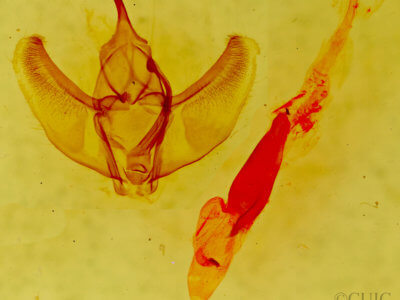 genitalia view of adult Caripeta latiorata