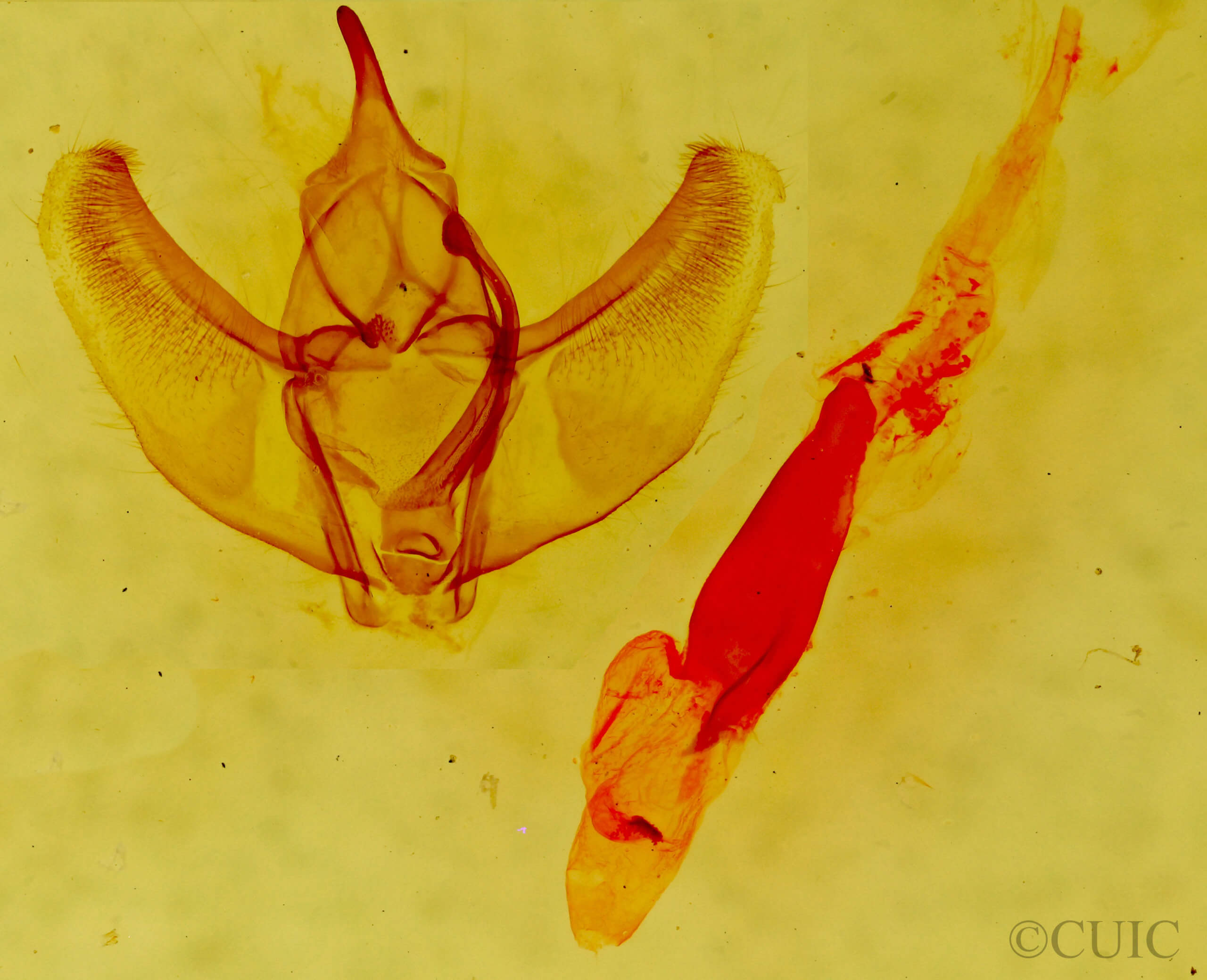 genitalia view of adult Caripeta latiorata