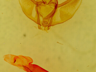 genitalia view of adult Caripeta latiorata