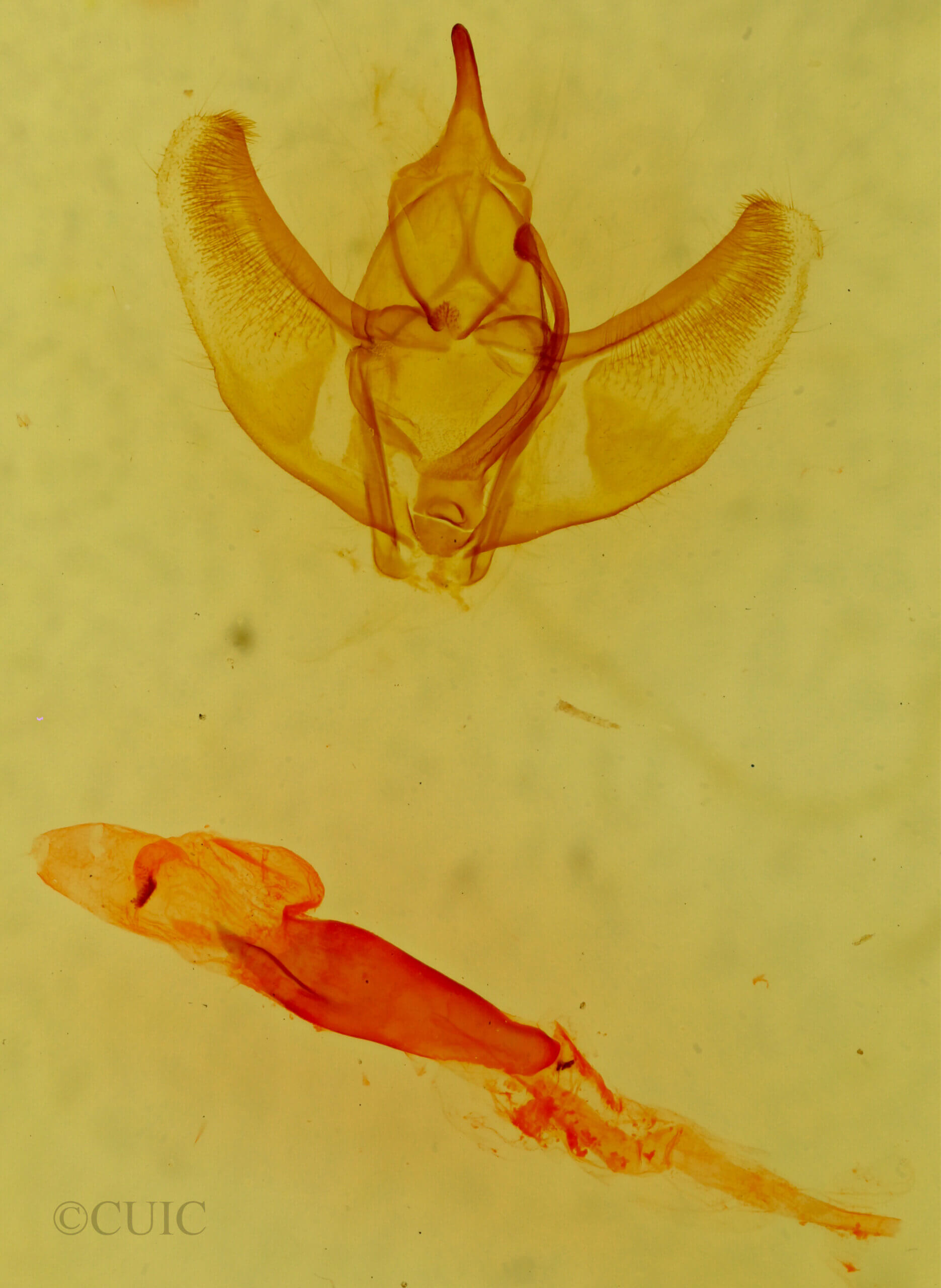 genitalia view of adult Caripeta latiorata