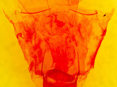 genitalia view of adult Caripeta suffusata