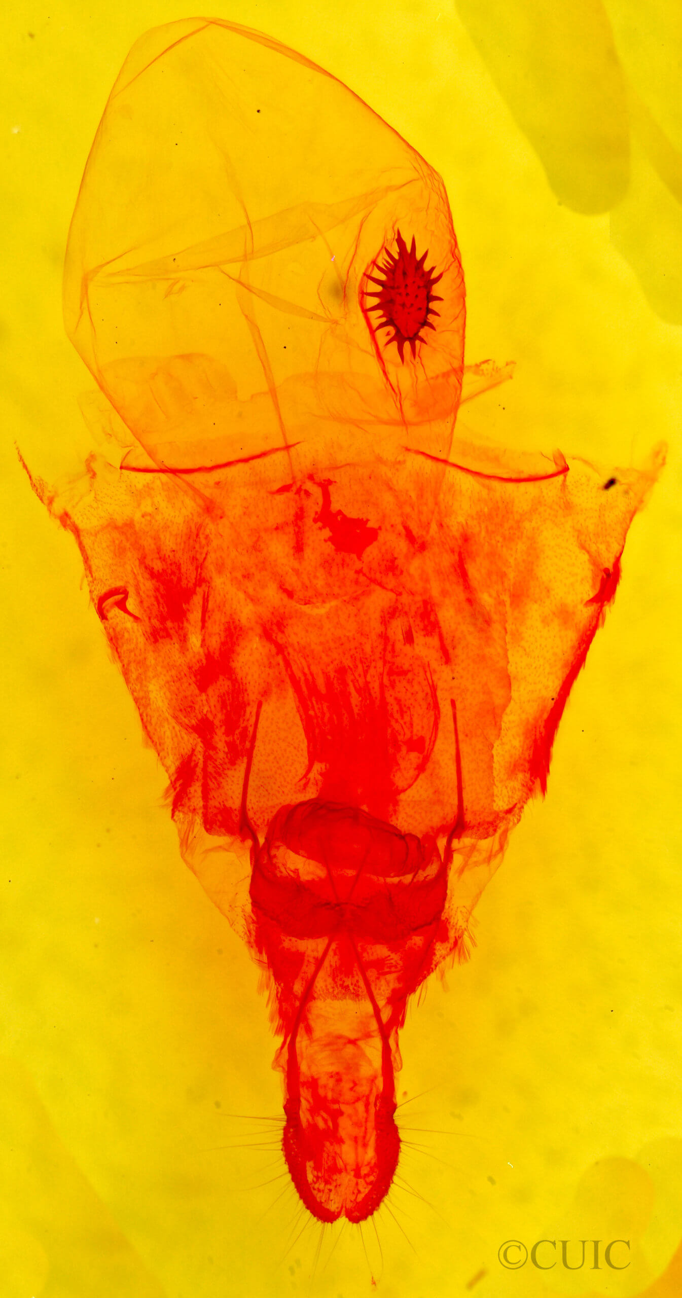 genitalia view of adult Caripeta suffusata