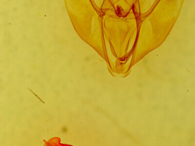 genitalia view of adult Caripeta suffusata