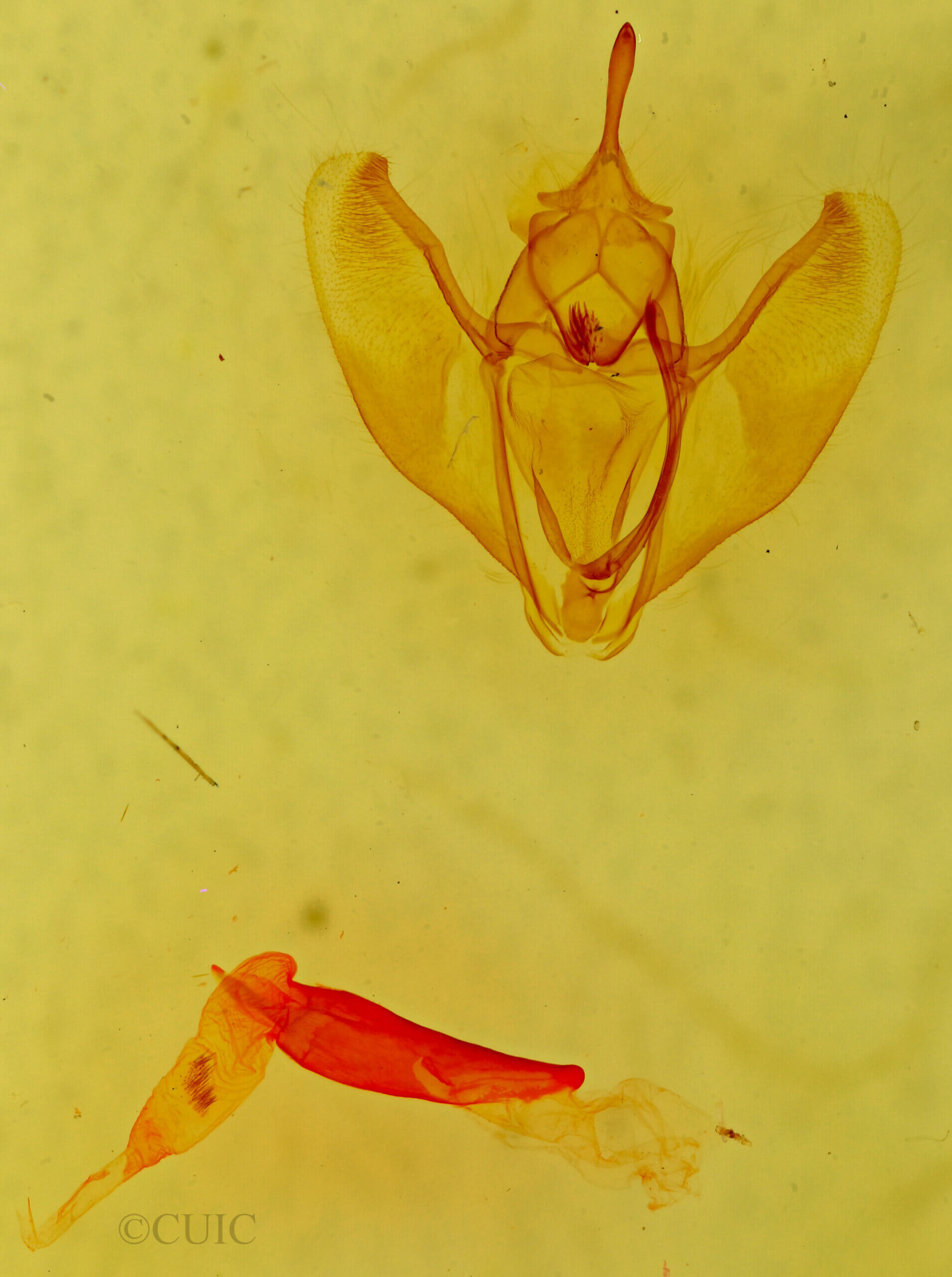 genitalia view of adult Caripeta suffusata