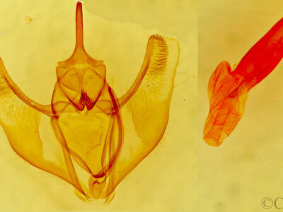 genitalia view of adult Caripeta aequaliaria