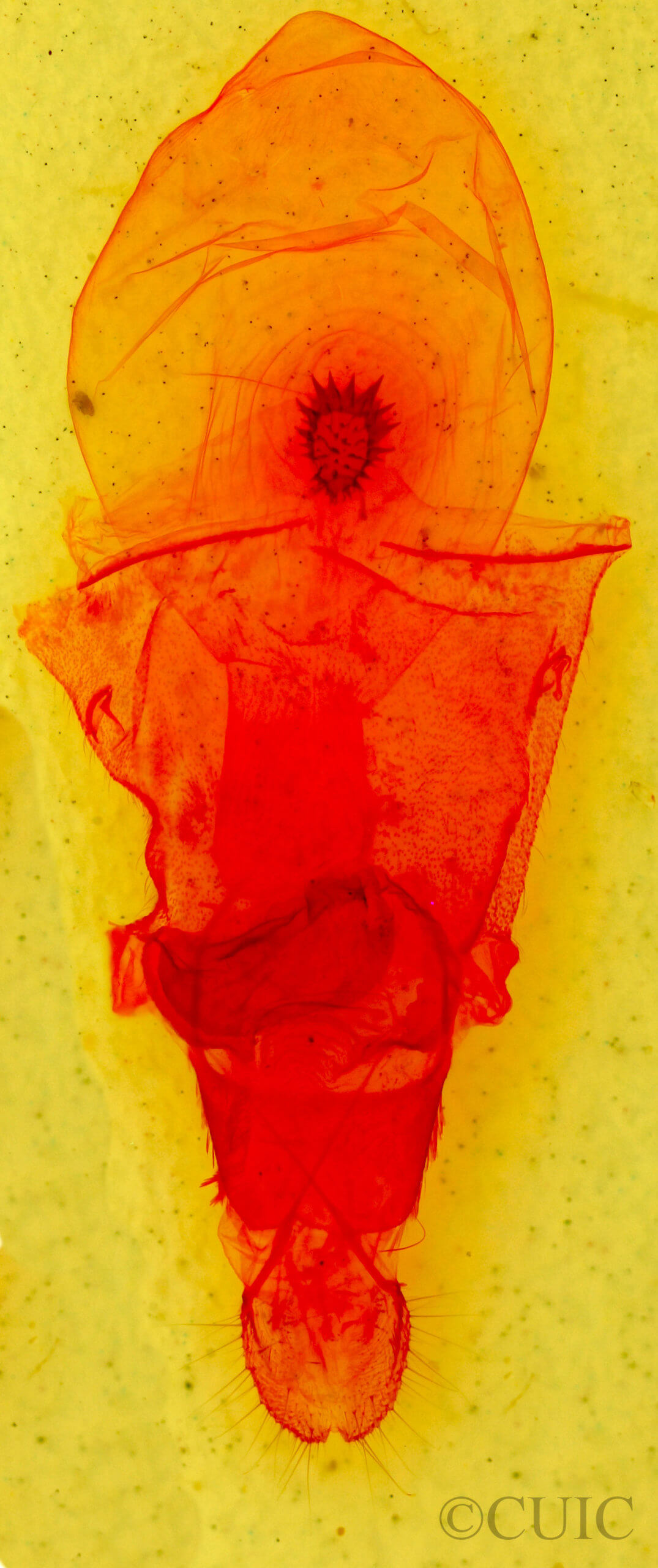 genitalia view of adult Caripeta interalbicans
