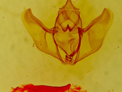 genitalia view of adult Caripeta interalbicans