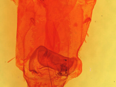 genitalia view of adult Destutia flumenata