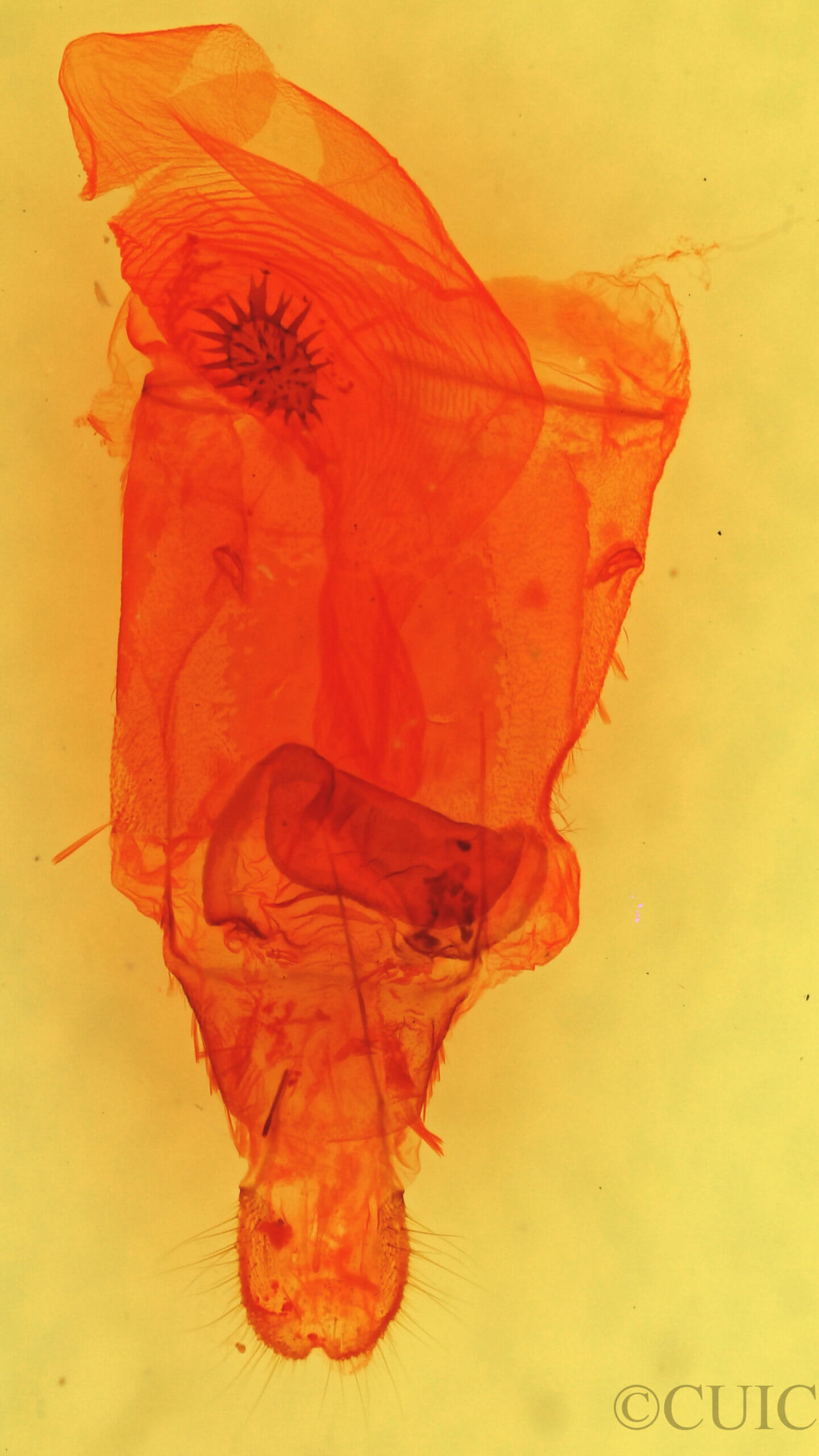 genitalia view of adult Destutia flumenata