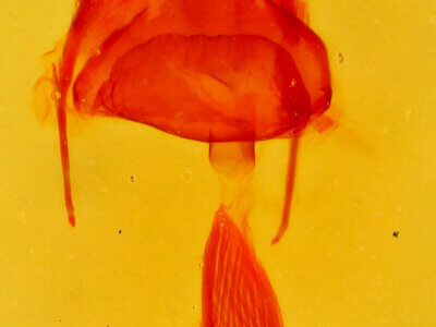 genitalia view of adult Destutia flumenata