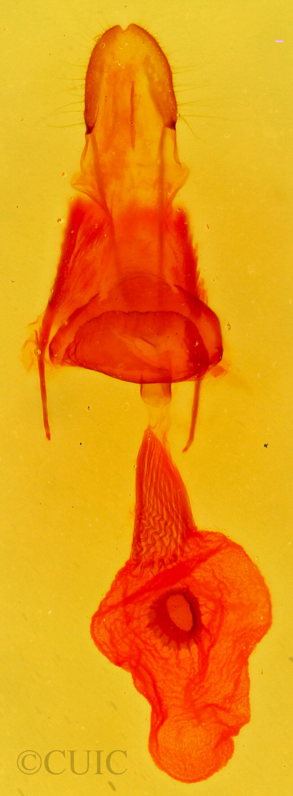 genitalia view of adult Destutia flumenata