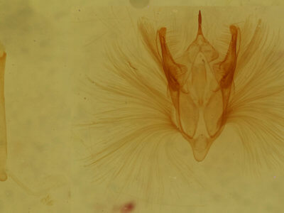 genitalia view of adult Pterospoda kunzei