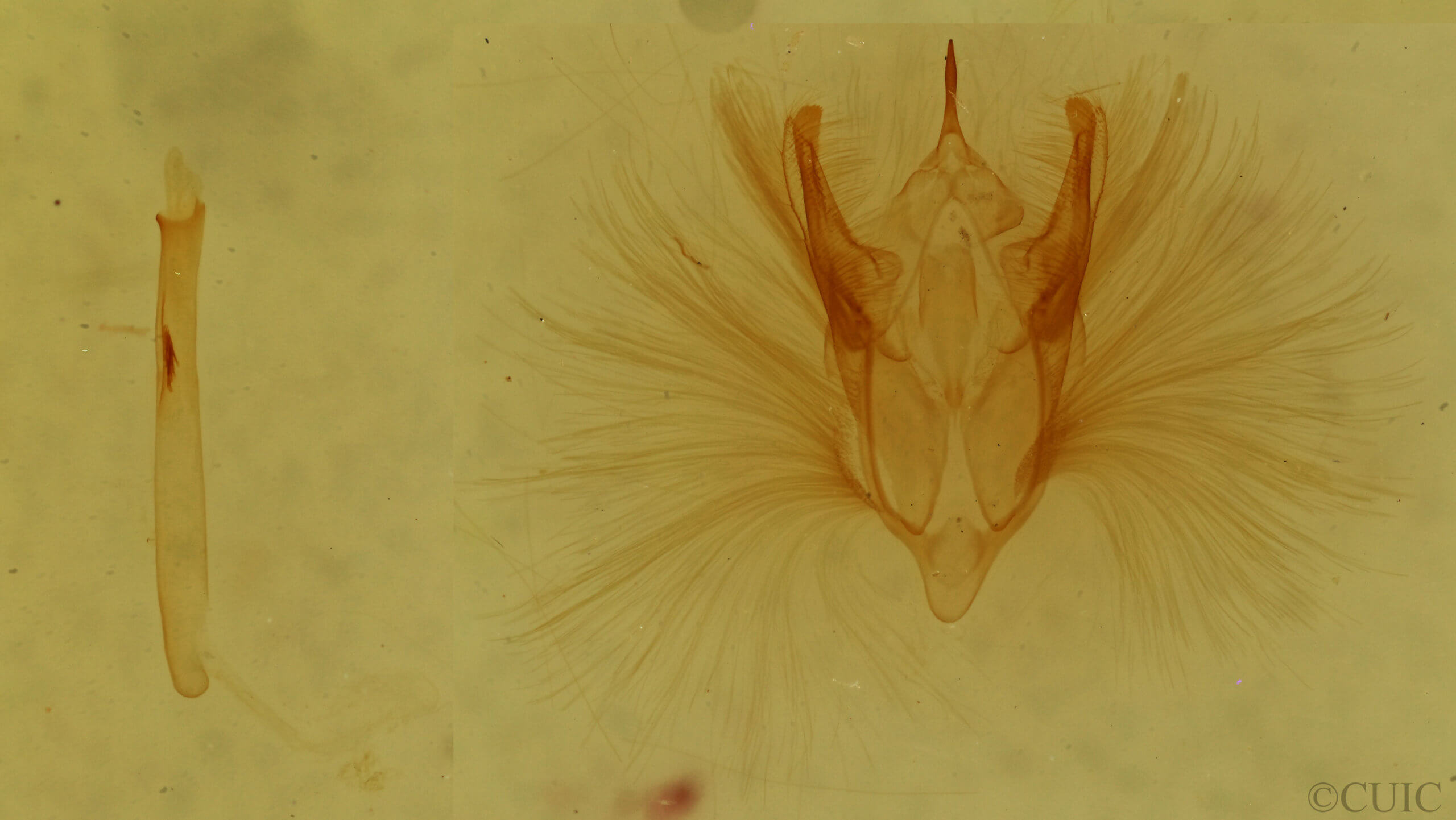 genitalia view of adult Pterospoda kunzei