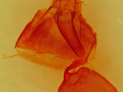 genitalia view of adult Pterospoda kunzei