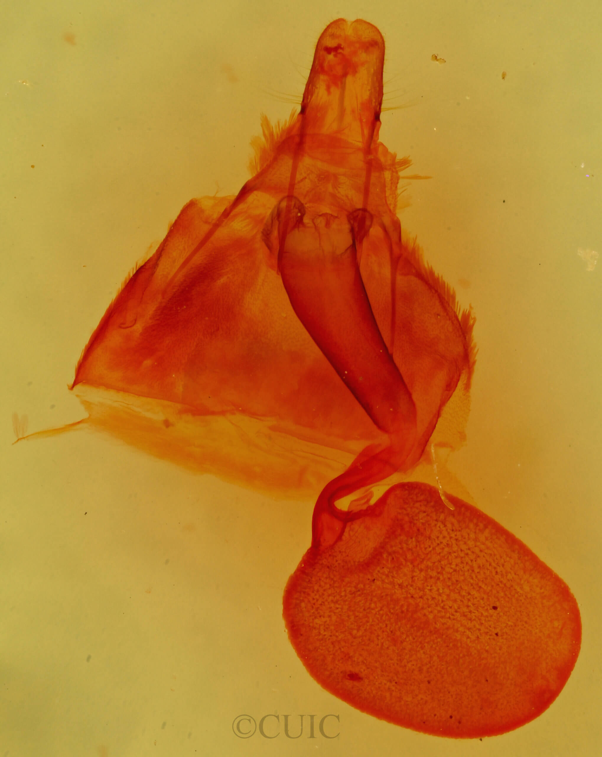 genitalia view of adult Pterospoda kunzei
