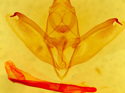 genitalia view of adult Sabulodes niveostriata