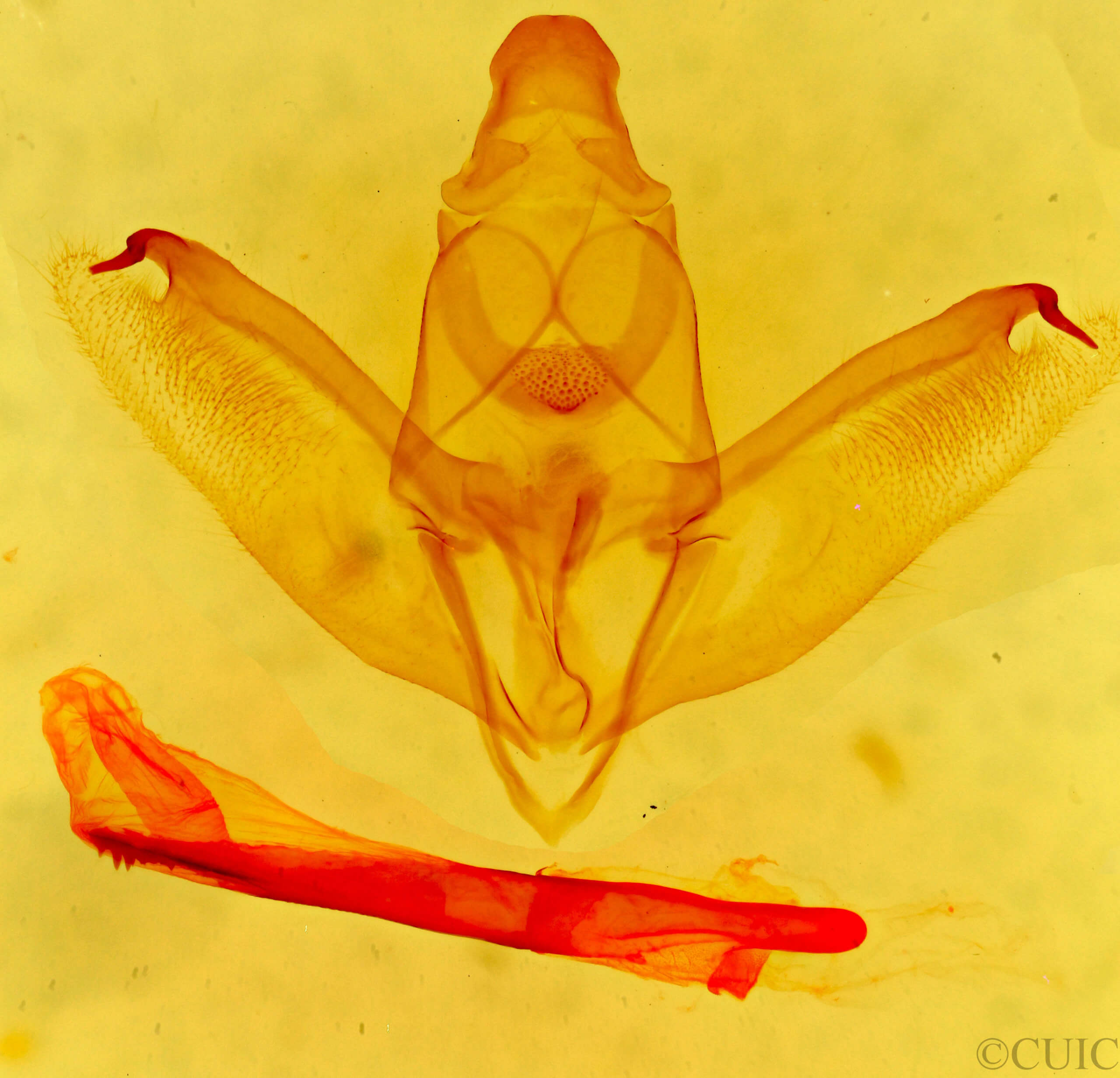 genitalia view of adult Sabulodes niveostriata