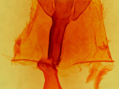 genitalia view of adult Sabulodes niveostriata