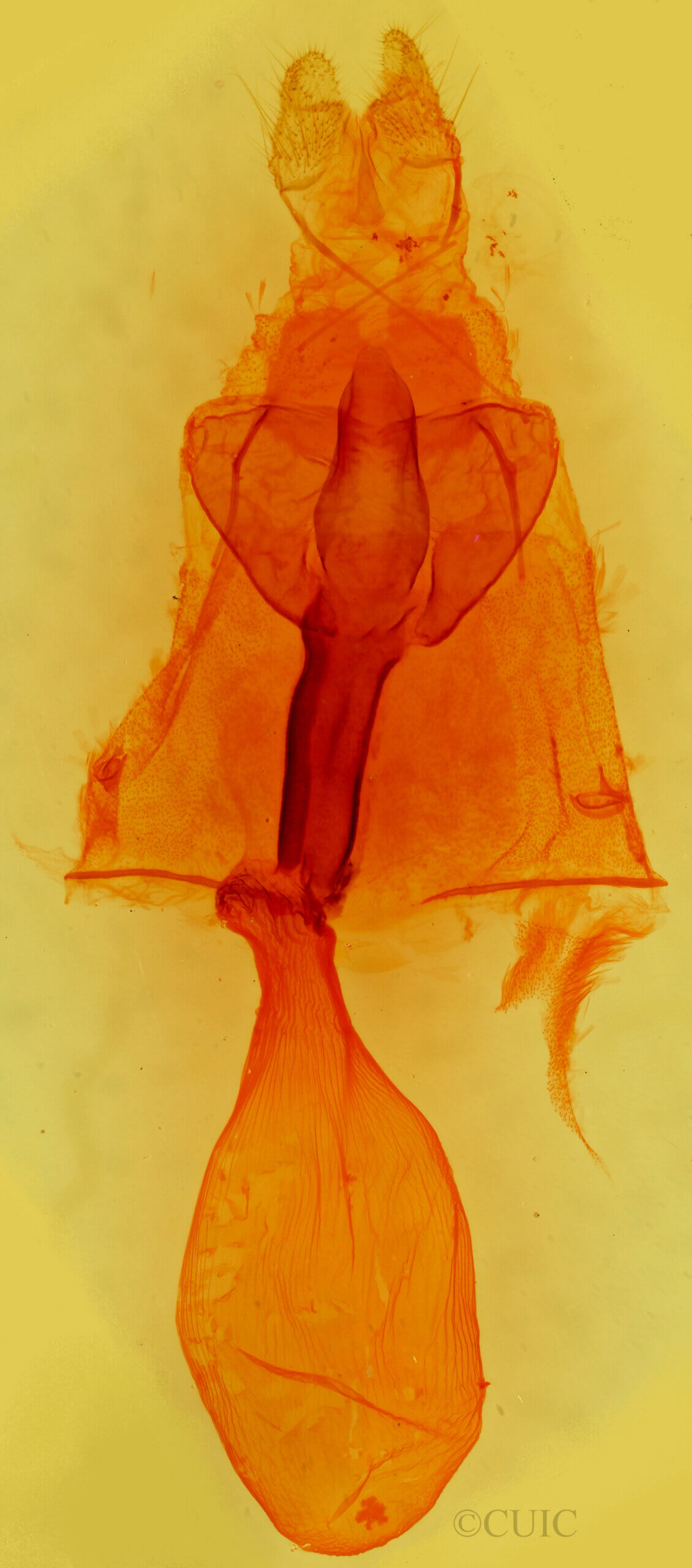 genitalia view of adult Sabulodes niveostriata