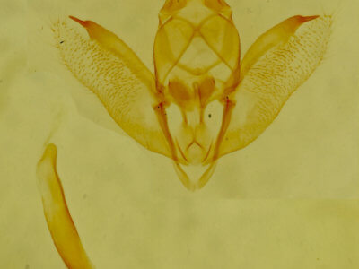 genitalia view of adult Sabulodes sericeata