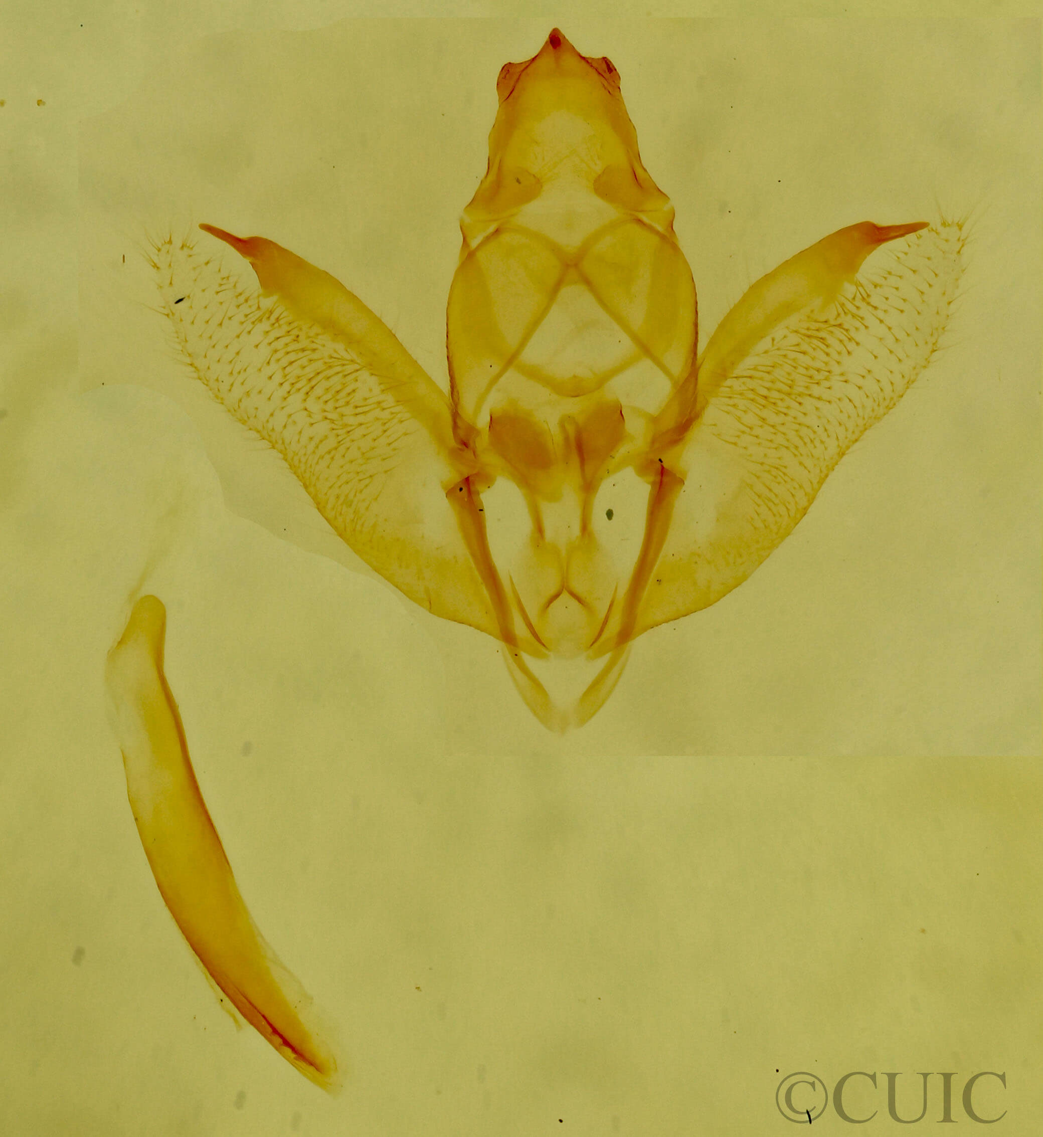 genitalia view of adult Sabulodes sericeata