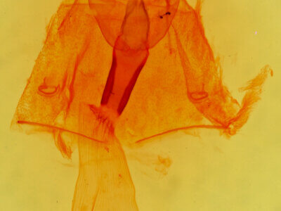 genitalia view of adult Sabulodes sericeata