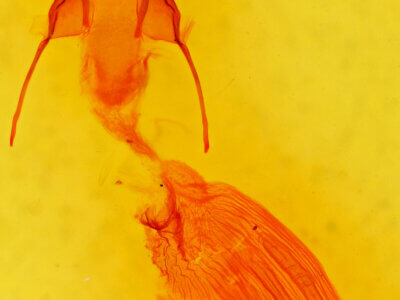 genitalia view of adult Iodopepla u-album