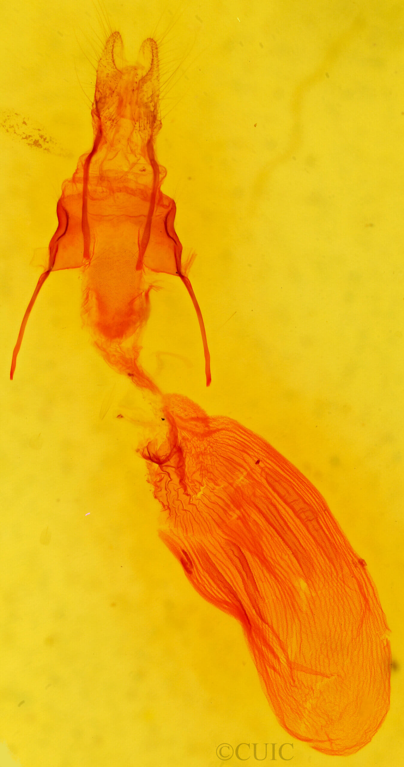 genitalia view of adult Iodopepla u-album