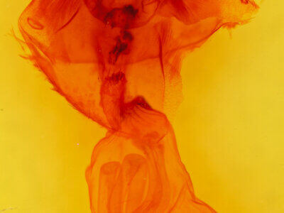 genitalia view of adult Allagrapha aerea