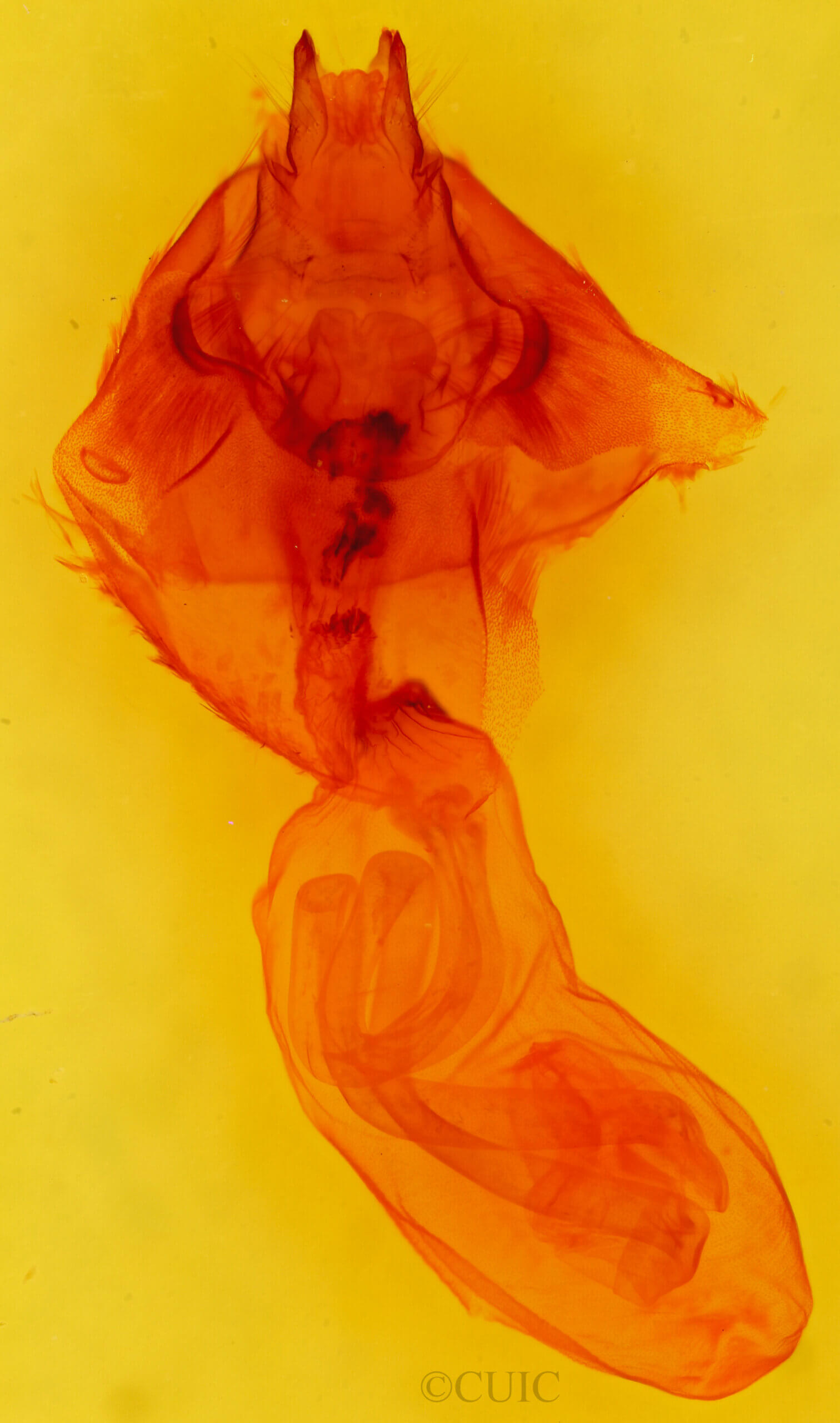 genitalia view of adult Allagrapha aerea