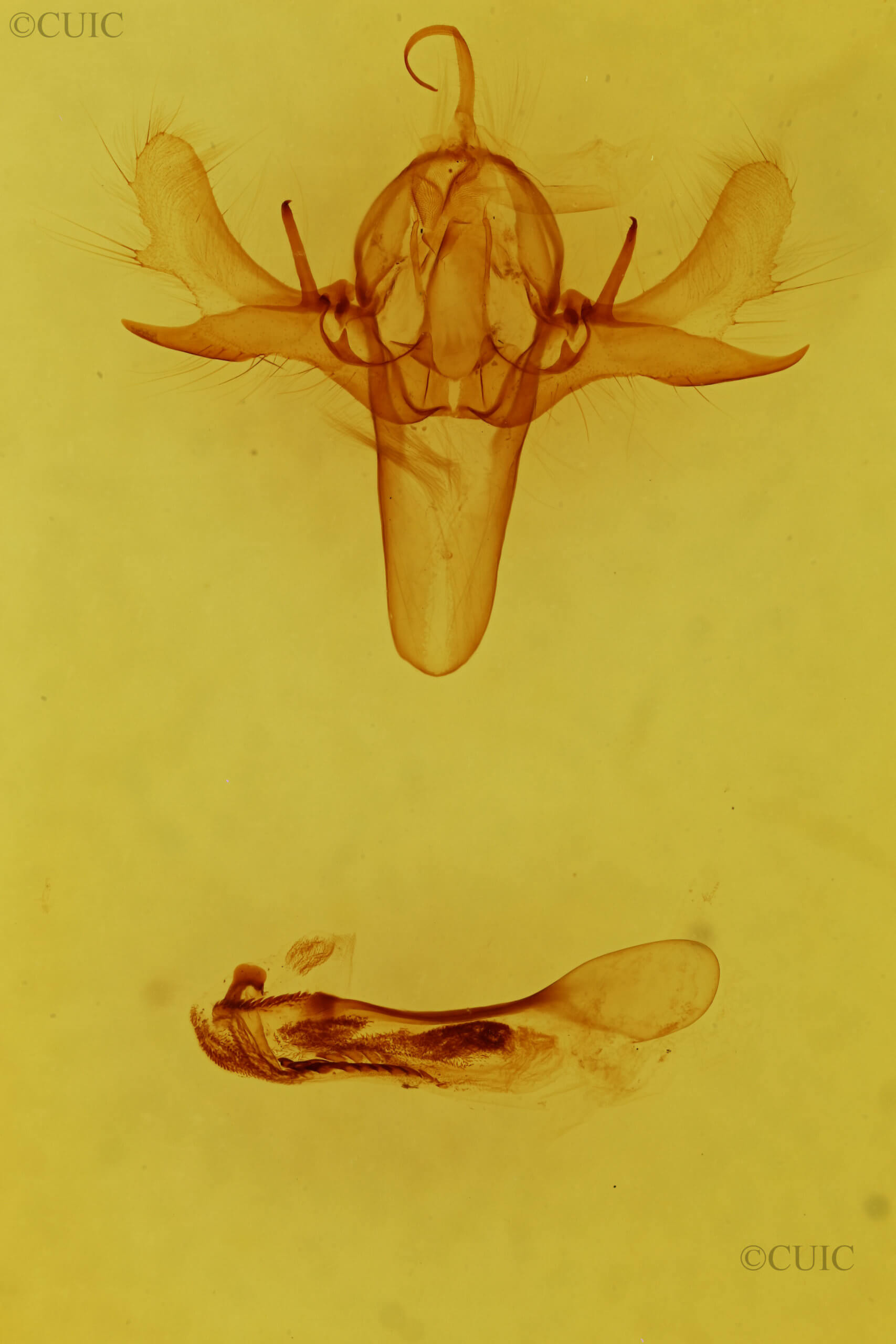 genitalia view of adult Macdunnoughia crassisigna