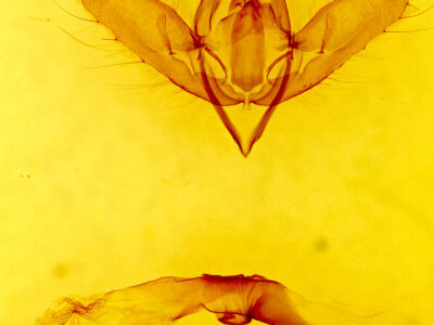 genitalia view of adult Diachrysia chryson