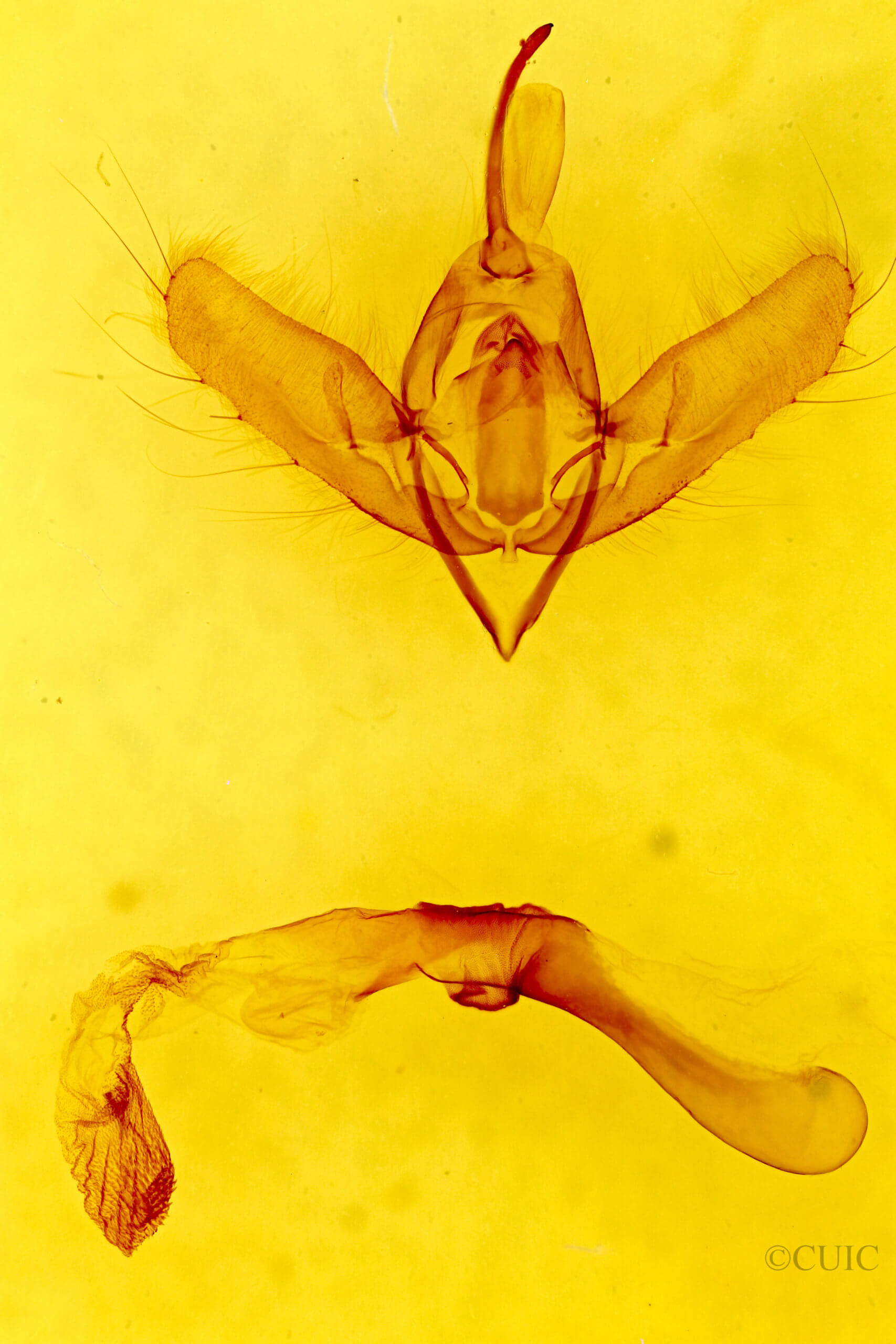 genitalia view of adult Diachrysia chryson