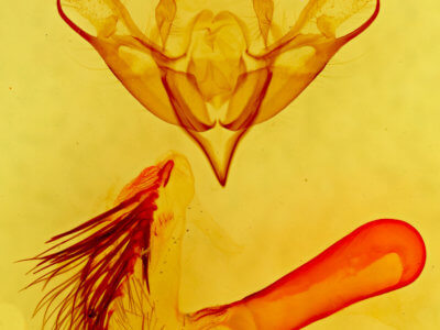 genitalia view of adult Pleromella opter