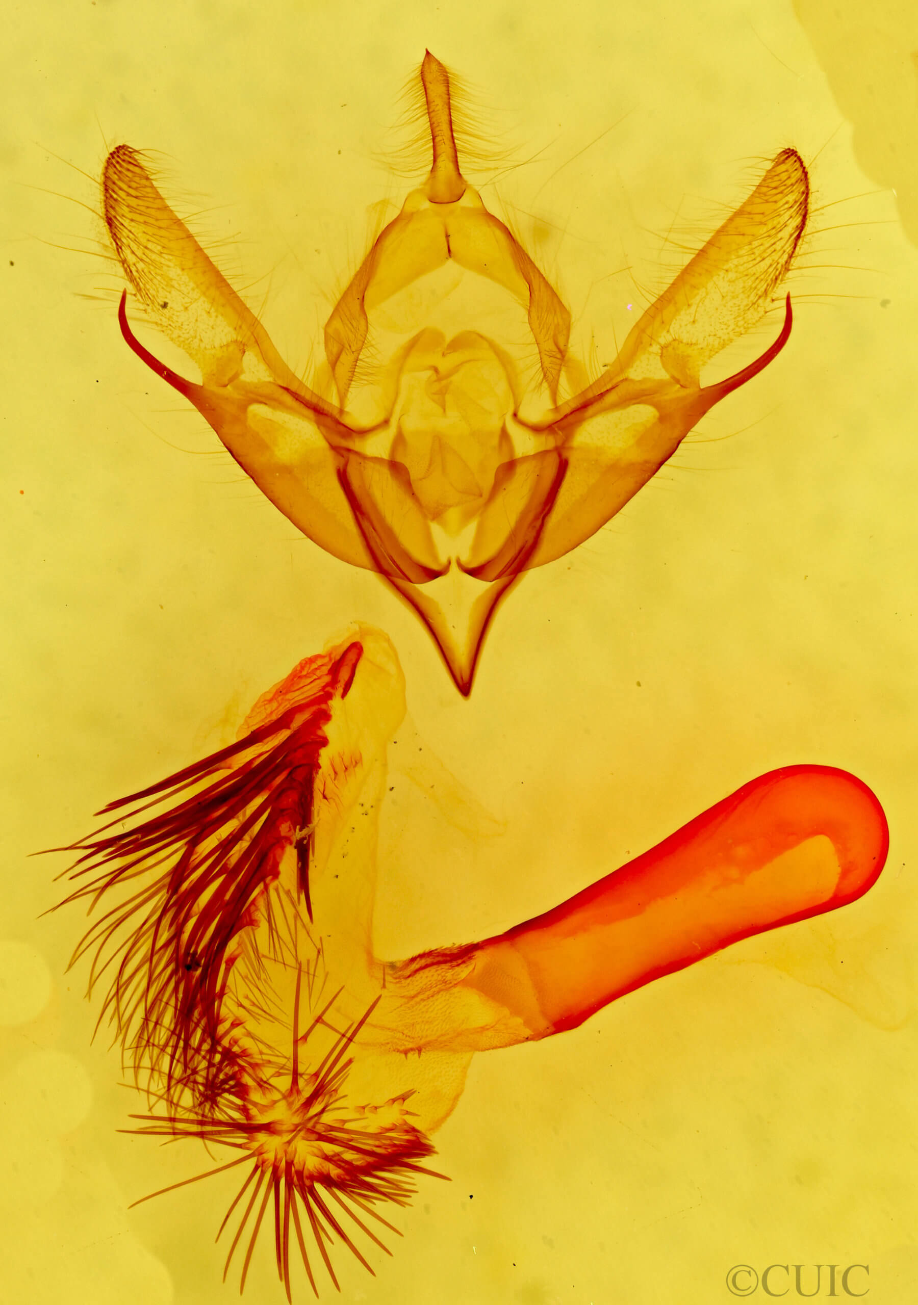 genitalia view of adult Pleromella opter