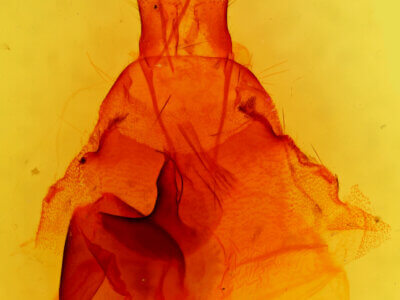 genitalia view of adult Pleromella opter