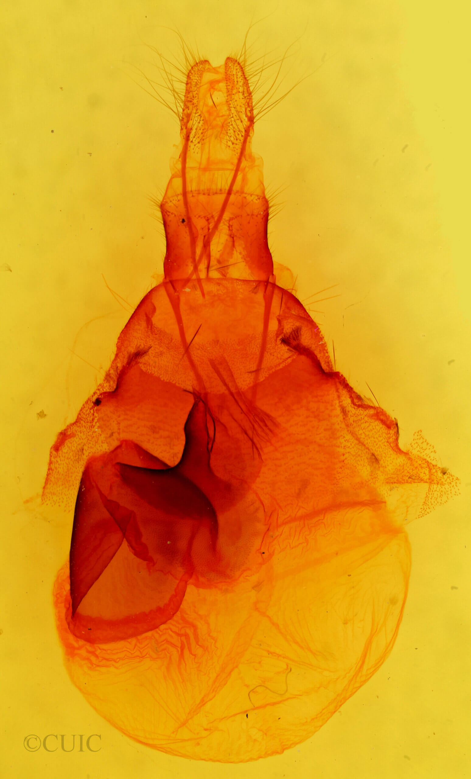 genitalia view of adult Pleromella opter