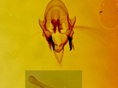 genitalia view of adult Scopula ancellata