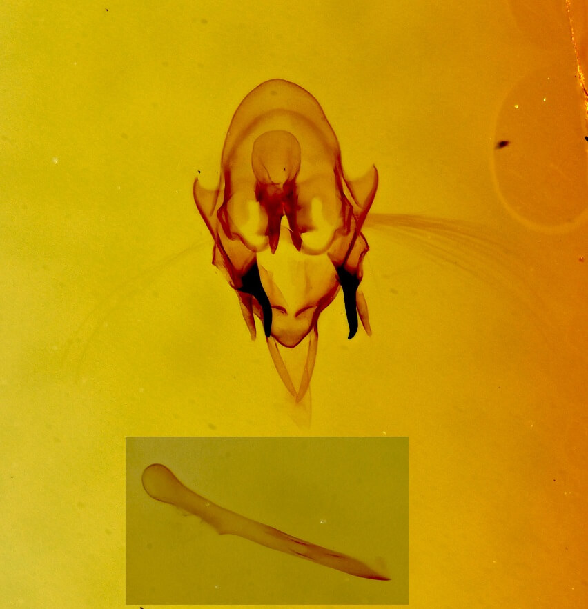 genitalia view of adult Scopula ancellata
