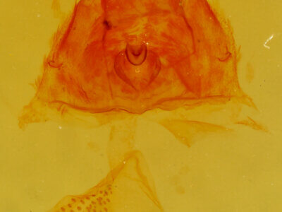 genitalia view of adult Scopula ancellata