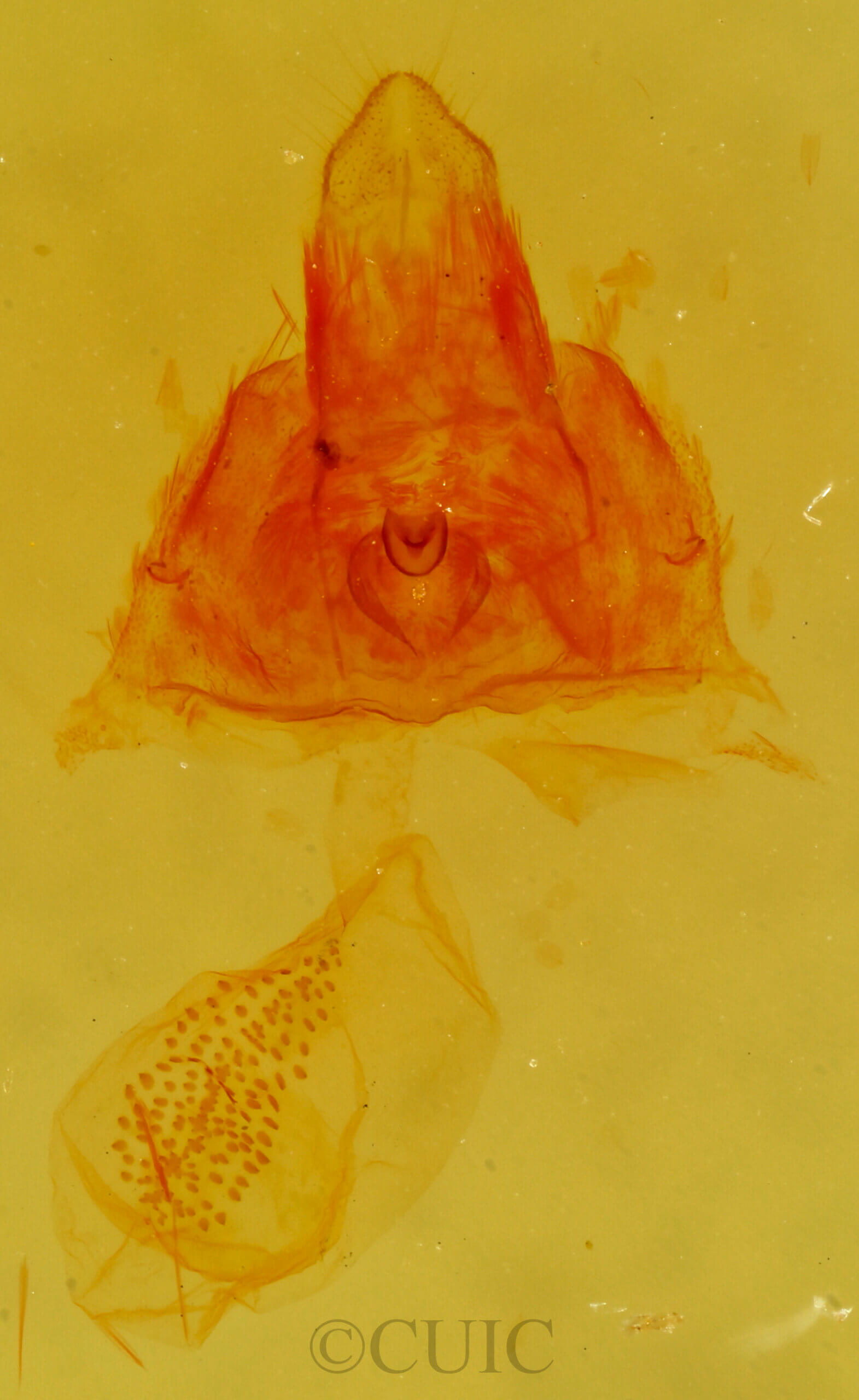 genitalia view of adult Scopula ancellata