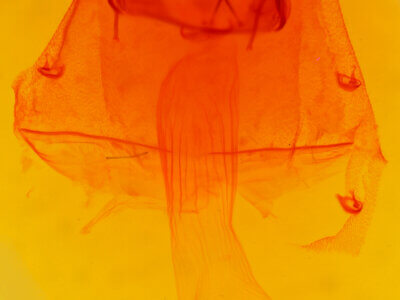 genitalia view of adult Caripeta macularia