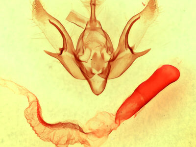 genitalia view of adult Euxoa maderensis