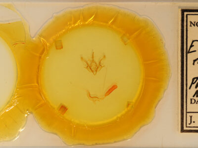 genitalia view of adult Euxoa maderensis