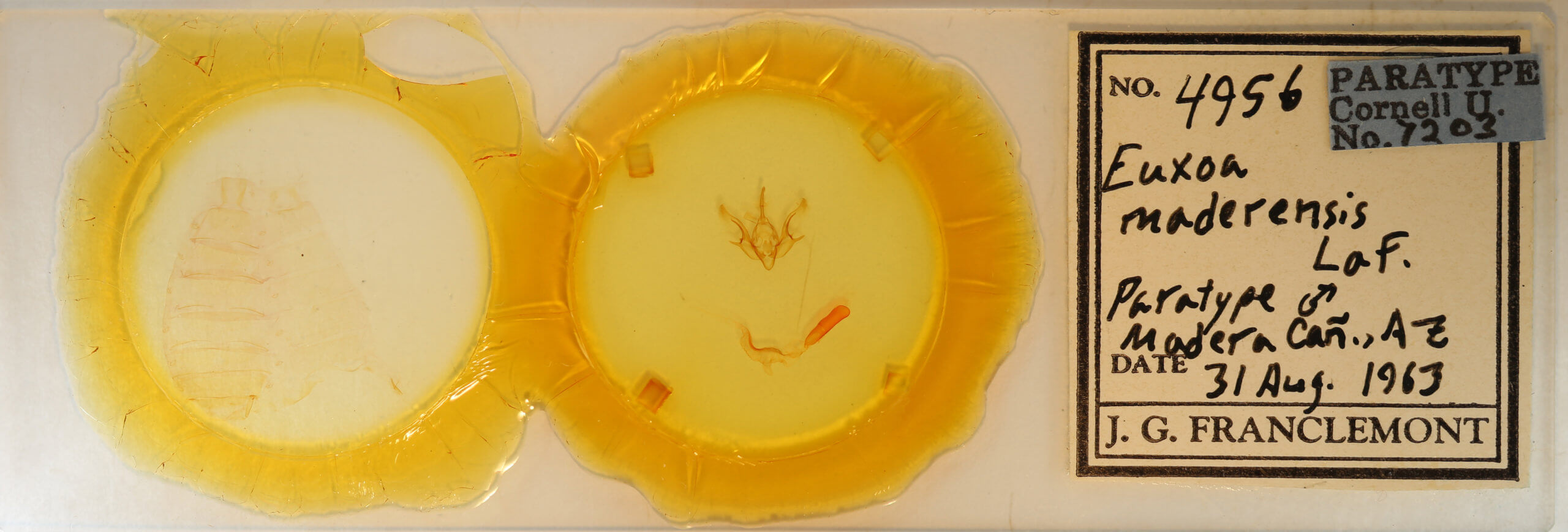 genitalia view of adult Euxoa maderensis