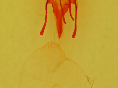 genitalia view of adult Euxoa maderensis
