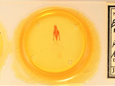 slide view of adult Euxoa maderensis